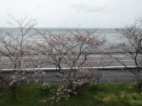 海と山と桜の絶景なんやけんどなぁ?雨の降る中じゃ、イメージするしかおまへんなぁ?