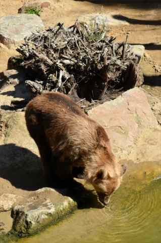 緑の森の湖の畔でんにゃ。羆が、水をのんどぉるみたいでおますねん!