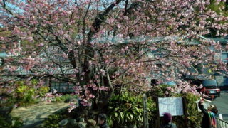 道路きわにある民家の庭のかわづ桜の原木!老木であり花も少ないもんやぁ!