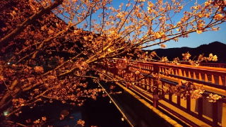 河津町にきて、河津桜を見た証拠になるかなぁ!