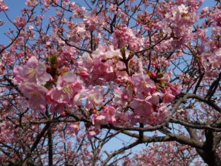 きょうの河津川の土手じゃ、これが一番開いてる河津桜でおます!