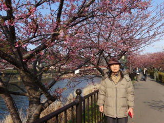 川津川の土手の上の桜並木でおます。満開なら壮観なんやがぁ!