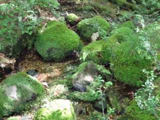 斜面にある落ち葉の山に苔が繁茂したぁ。重みでずり落ちてまるまったので、マリモのように見えるんやってぇ!