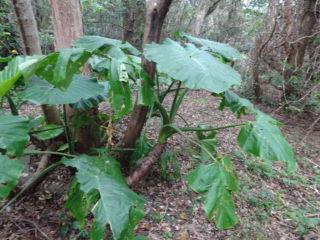 ここらあたりの島じゃ、よくある草木やん。でっかいんで記念写真やぁ!