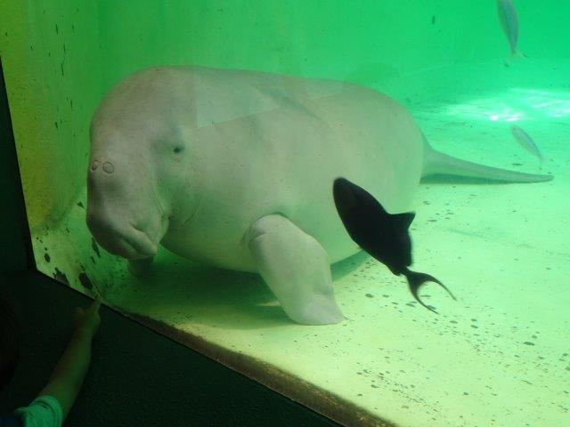 でっかい水槽の中をゆったりと回遊してるんや。ジュゴン、ナビチャンとかくれんぼしてるんやそうな!