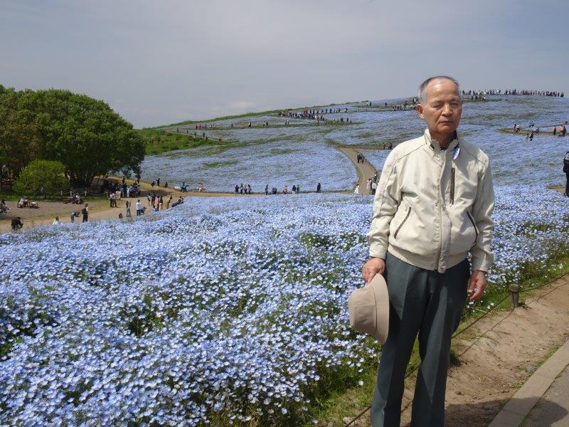 ネモフィラは、春の花。種子から一年草。花色は、青・白・紫など。今では、全国で栽培され人気の花。