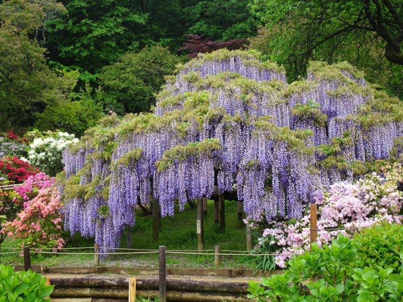 藤の枝下とか周りとかに、いろんな可愛い草花ありましてん。カラフルなんやってぇ。藤の花を引き立ててますんやなぁ!