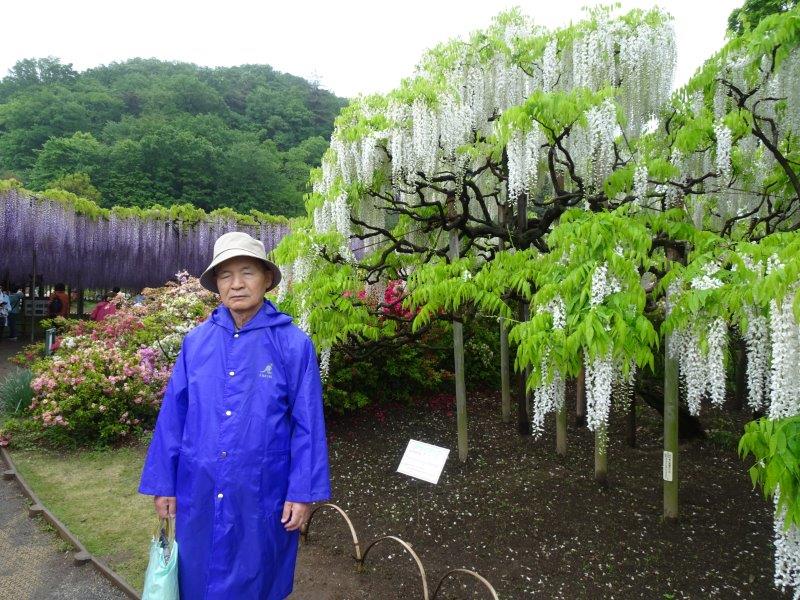 雨の止み間、藤の枝が長々と延びてる。藤の花も満開で盛りですんや。豪華な光景やそうな!