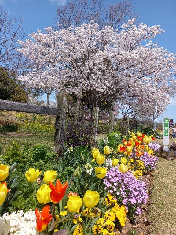 四月初めとはいえ未だ寒さある淡路島、しょぼい桜やねんやわ!