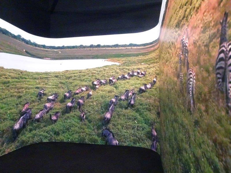 広い草原に棲む動物のヌウの群れ!キリンもかぁ?