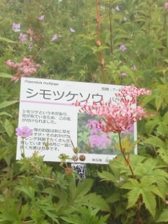 えらいくたびれてまんな!濃い霧の中やんしゃぁない。でも水分いっぱいやんな。夏が終わりちゅうことかぁ!