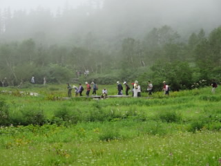 殆どが湿原という栂池の木を道を散策でおますねん。高山植物の花の写真・バードウォッチングなんかしもって散歩でおます!