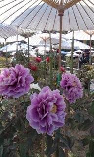 傘被ってる紫牡丹の花でおます。花長もちするかな?