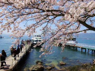 お爺さんが、老桜の話してくれてんや!