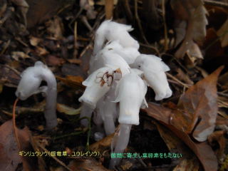 天王山に残ってた山桜でおます!
