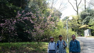 桜の木みたいに花が、葉が出るよりも先に白い花が咲くんやて!白ばっかりなんでユウレイみたいなんや!